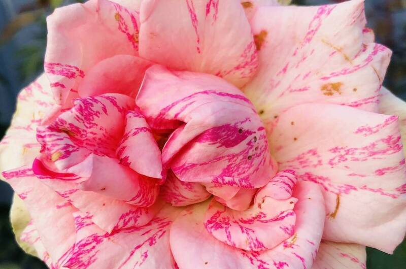 Изображение Изображение гостиницы &quot;Частный дом «На Советской»&quot; #5 #5