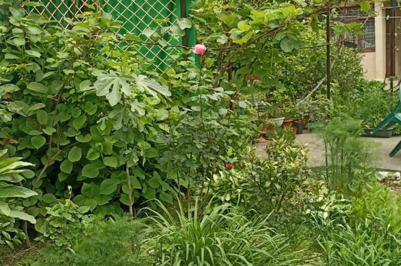 Изображение Изображение отеля / гостиницы "Частный дом в Жоэкварском ущелье" #11 #9