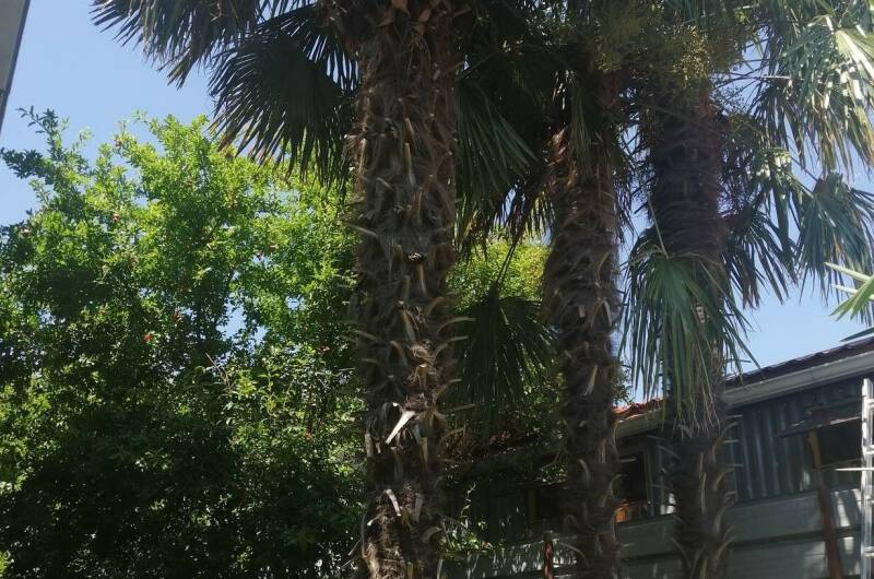 Изображение Изображение гостиницы &quot;Гостевой дом «Пальмира»&quot; #2 #2