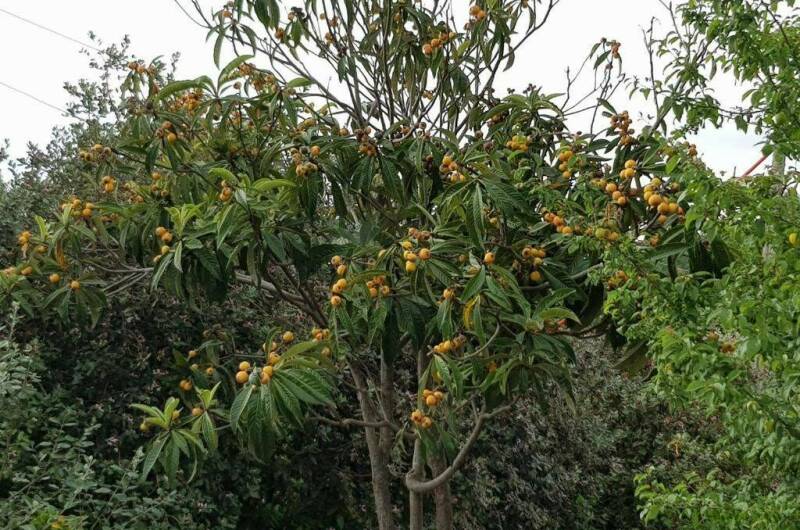 Изображение Изображение гостиницы "Гостевой дом «Цитрус»" #2 #2