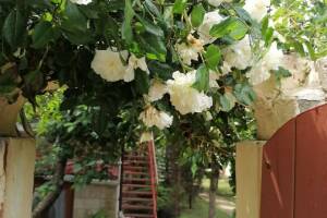 Изображение гостиницы "Гостевой дом «Прованс»"