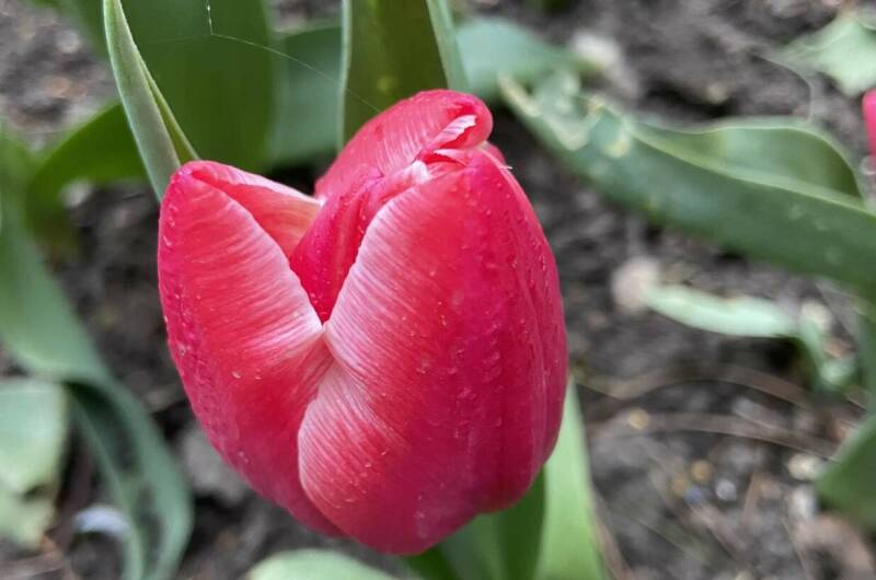 Изображение Изображение отеля / гостиницы "Гостевой дом «Геленджикский дворик»" #4 #4