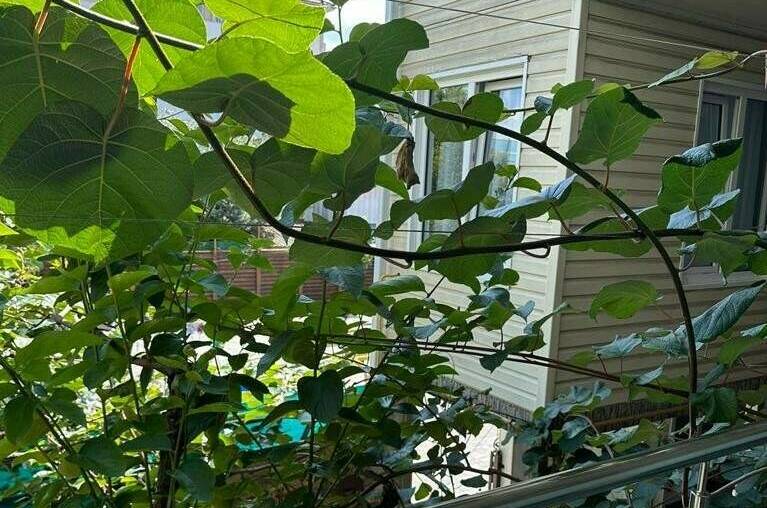 Изображение Изображение гостиницы "Гостевой дом «Мир»" #4 #4