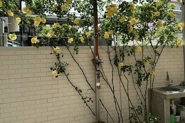 Изображение Изображение отеля / гостиницы "Гостевой дом «Мир»" #11 #9