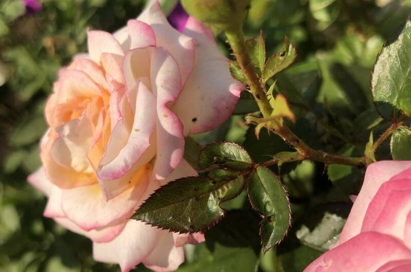 Изображение Изображение гостиницы "Гостевой дом «Сибирячка»" #4 #4