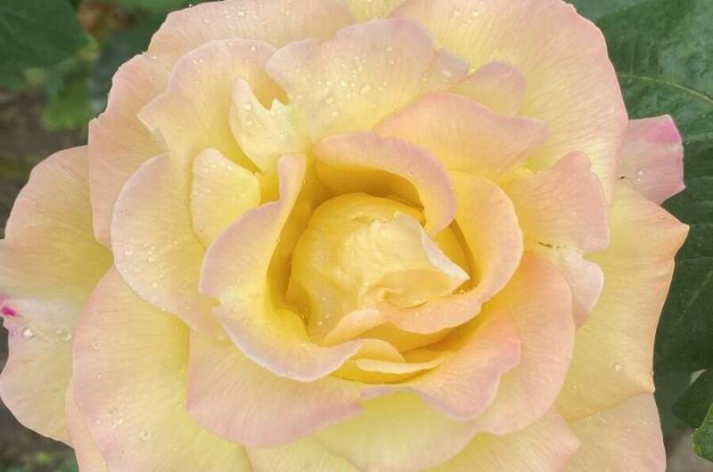 Изображение Изображение отеля / гостиницы "Гостевой дом «Южные ночи»" #10 #8