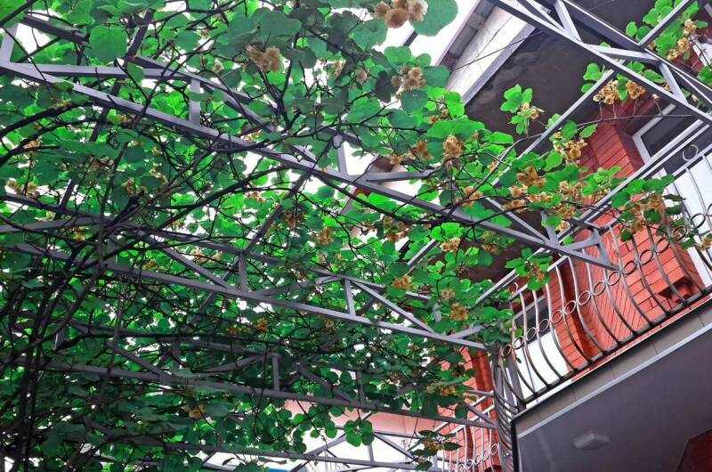 Изображение Изображение гостиницы &quot;Гостевой дом «Аметист»&quot; #3 #3