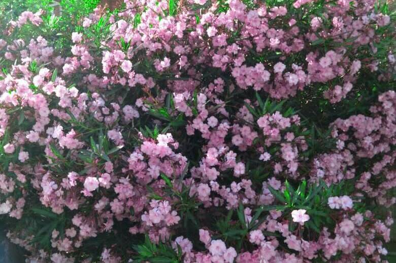 Изображение Изображение гостиницы &quot;Гостевой дом «Аметист»&quot; #7 #7