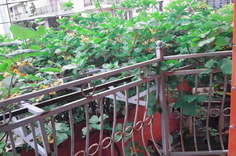 Изображение Изображение гостиницы &quot;Гостевой дом «Аметист»&quot; #8 #8