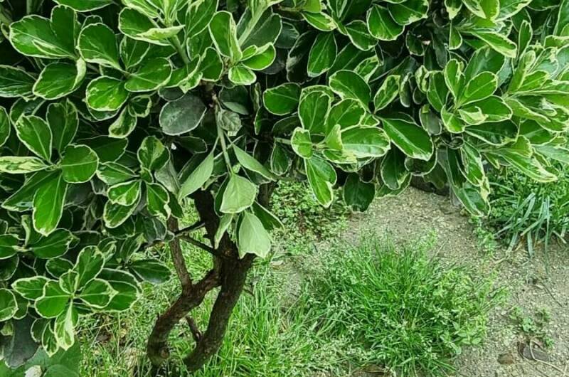 Изображение Изображение отеля / гостиницы "Гостевой дом «Новый свет»" #11 #9