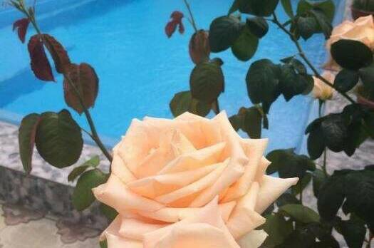 Изображение Изображение гостиницы &quot;Гостиница «Алекс»&quot; #4 #4