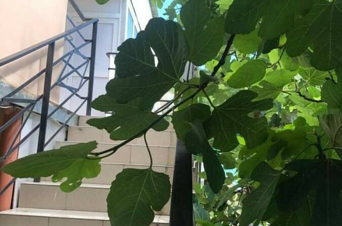 Изображение Изображение гостиницы "Гостевой дом на Таллинской 12" #7 #7