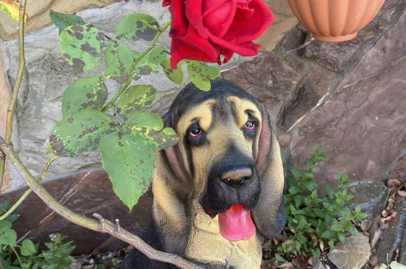 Изображение Изображение отеля / гостиницы "Отель «Белая Берёзка»" #11 #9