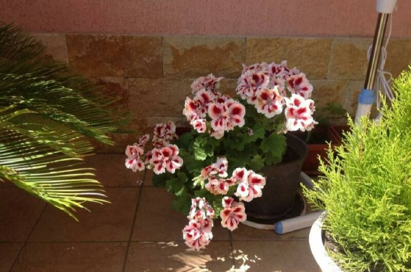 Изображение Изображение гостиницы "Гостевой дом «Старт»" #7 #7