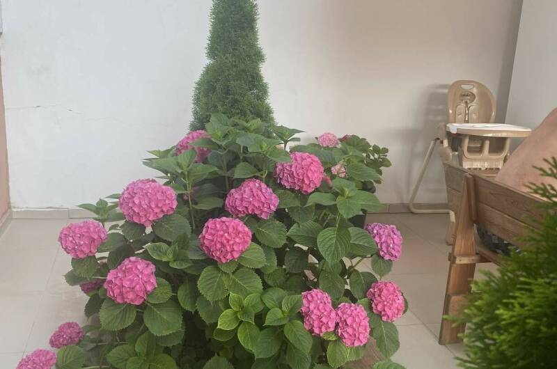 Изображение Изображение гостиницы &quot;Отель «LeoDimas boutique»&quot; #7 #7