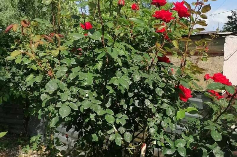 Изображение Изображение гостиницы "Гостевой дом «Галина»" #6 #6