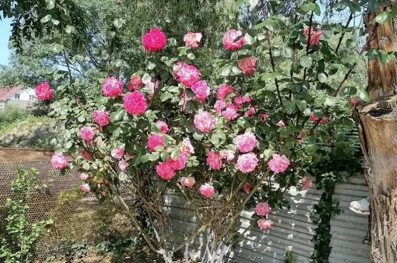 Изображение Изображение гостиницы "Гостевой дом «Галина»" #7 #7