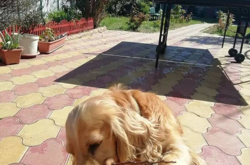 Изображение Изображение гостиницы &quot;Гостевой дом «Летний»&quot; #7 #7