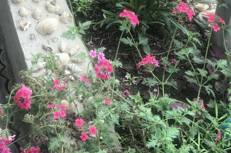 Изображение Изображение отеля / гостиницы "Гостевой дом «Ангелина»" #10 #8