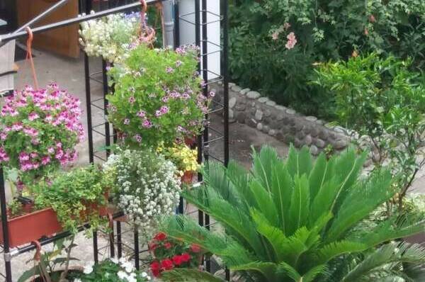 Изображение Изображение отеля / гостиницы "Гостевой дом «Приморский дворик»" #10 #8