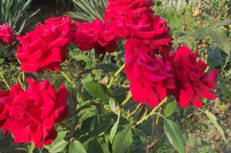 Изображение Изображение гостиницы &quot;Частное домовладение «Райский берег»&quot; #4 #4