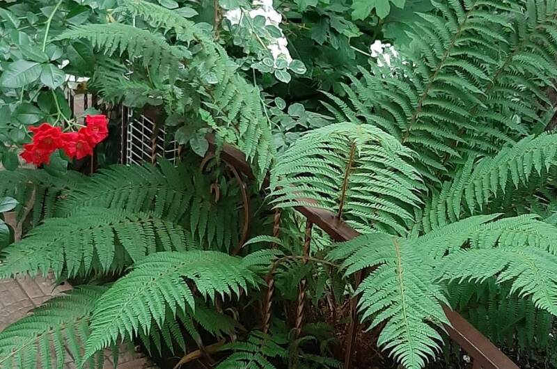 Изображение Изображение отеля / гостиницы "Частный дом «Natasha Hause» на Белинского" #10 #8