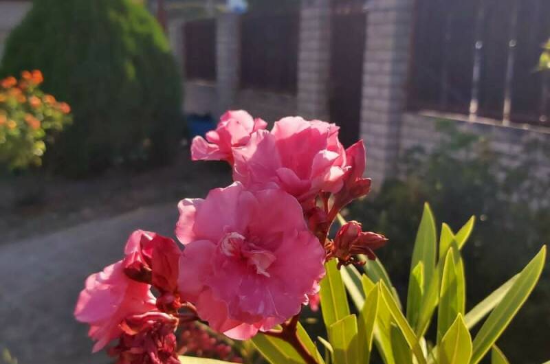 Изображение Изображение гостиницы "Гостевой дом «Людмила»" #2 #2