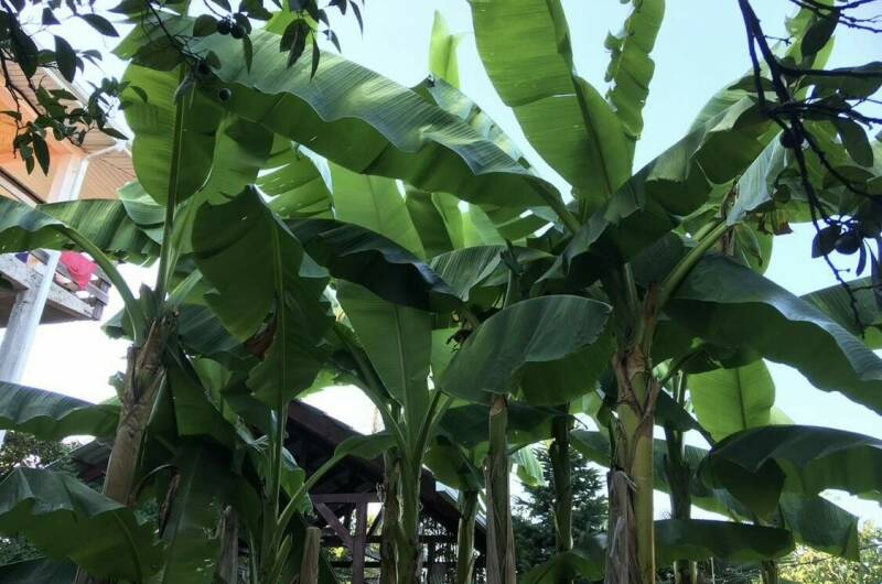 Изображение Изображение гостиницы "Гостевой дом «Атлант»" #6 #6