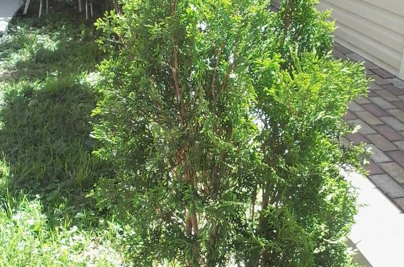 Изображение Изображение квартиры "Студия в частном доме" #2 #2