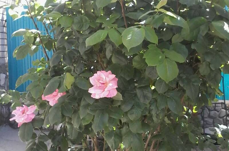 Изображение Изображение квартиры "Студия в частном доме" #4 #4