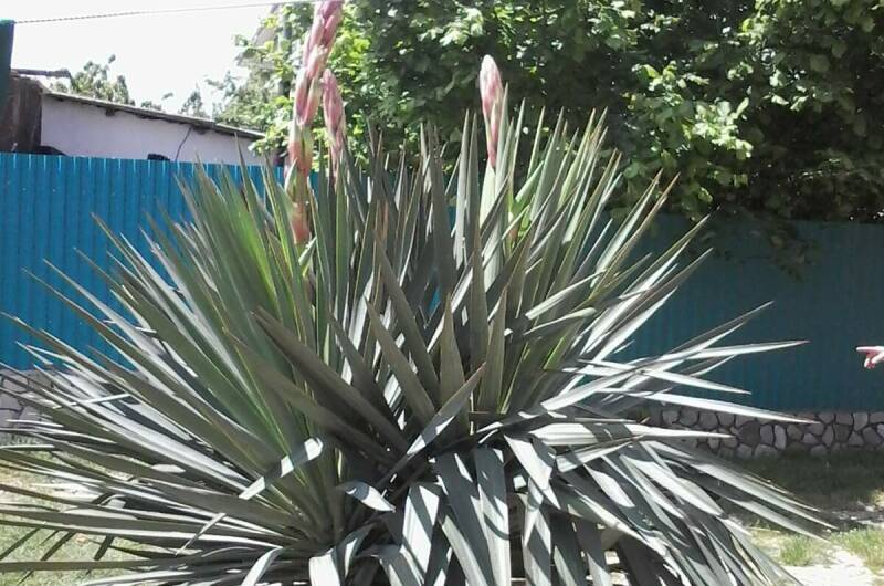 Изображение Изображение квартиры / апартамента "Студия в частном доме" #10 #8