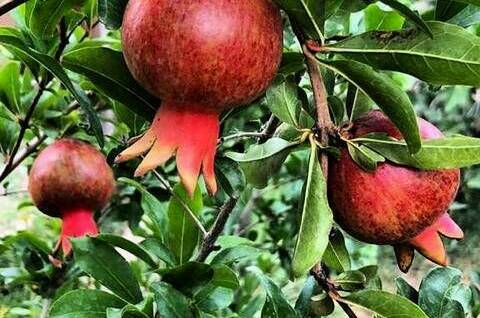 Изображение Изображение гостиницы &quot;Гостевой дом «Dream House»&quot; #3 #3