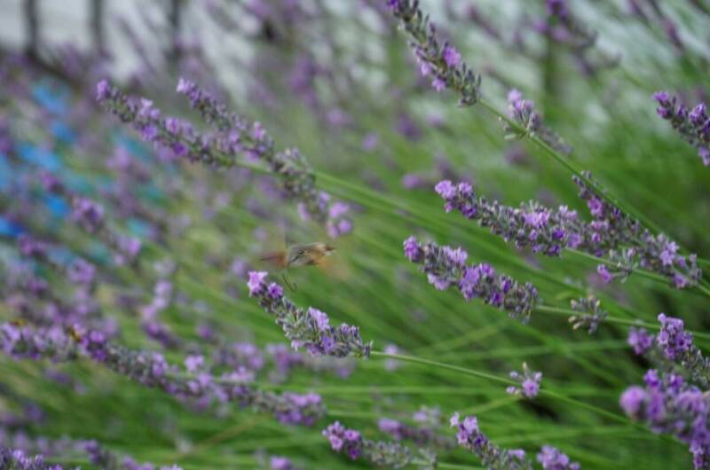 Изображение Изображение гостиницы "Гостевой дом «Эйва»" #2 #2