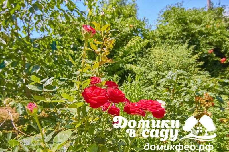 Изображение Изображение гостиницы &quot;Гостевой дом «Домики в саду»&quot; #2 #2