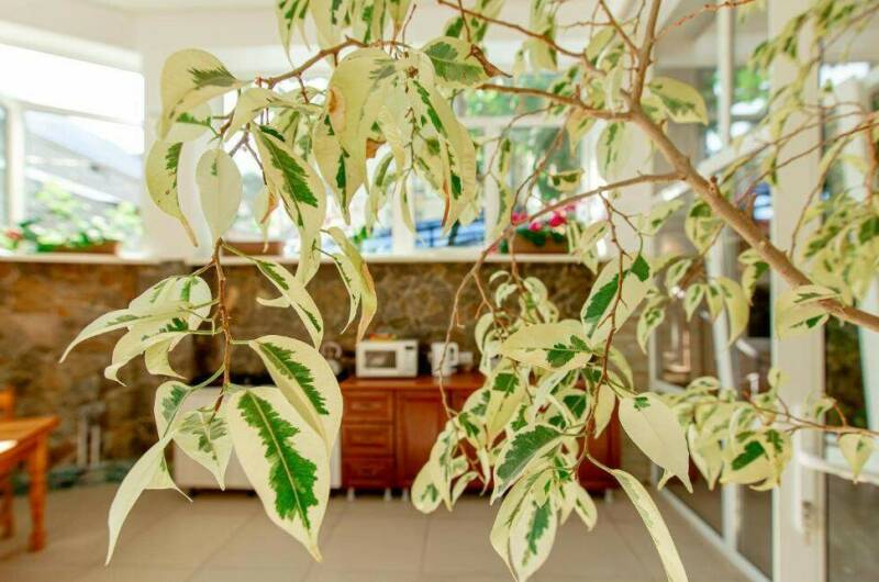 Изображение Изображение гостиницы &quot;Гостевой дом «Колибри Beach»&quot; #2 #2