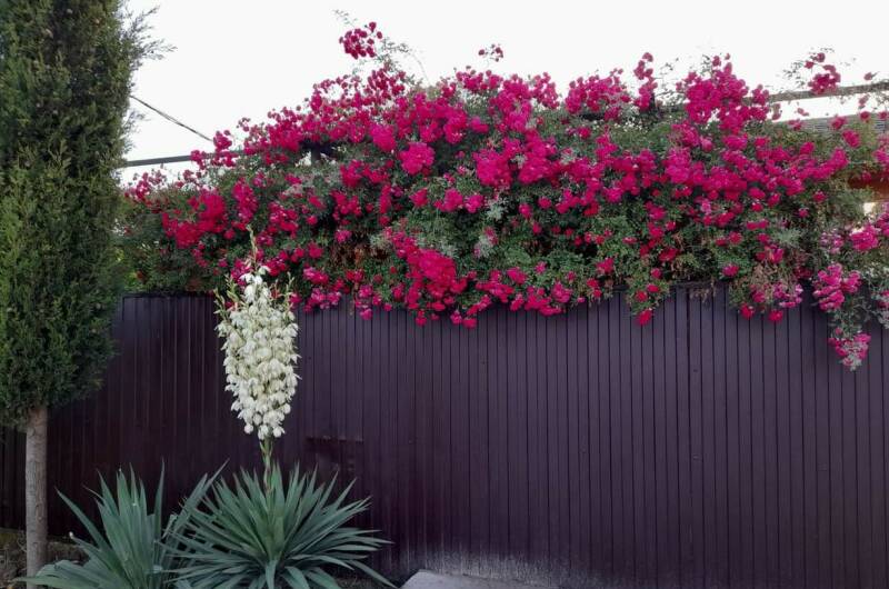 Изображение Изображение гостиницы "Гостевой дом «Шаолинь Кунг-Фу»" #3 #3