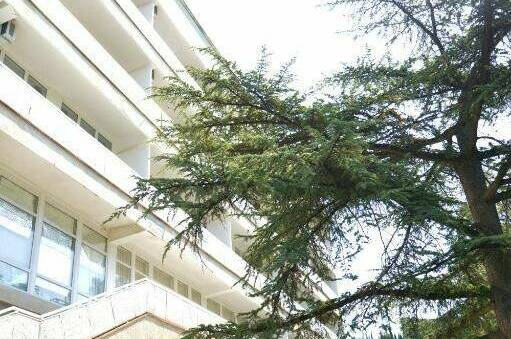 Изображение Изображение гостиницы &quot;Гостиница «Адмирал Ялта»&quot; #1 #1