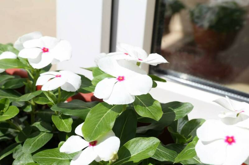 Изображение Изображение гостиницы "Гостевой дом «Афалина»" #3 #3