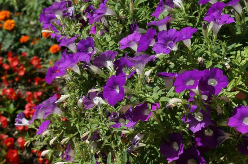 Изображение Изображение гостиницы "Гостевой дом «Афалина»" #7 #7