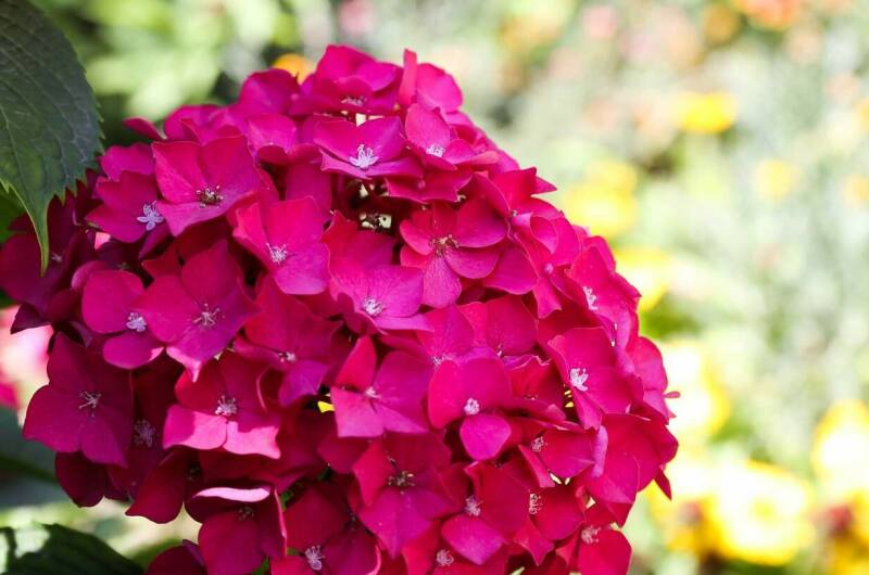 Изображение Изображение гостиницы "Гостевой дом «Афалина»" #8 #8