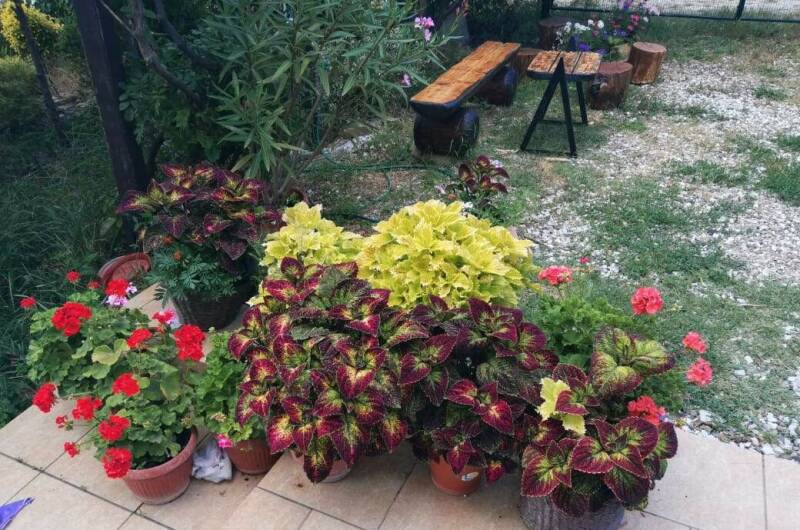 Изображение Изображение гостиницы &quot;Гостевой дом «Олеандр»&quot; #4 #4