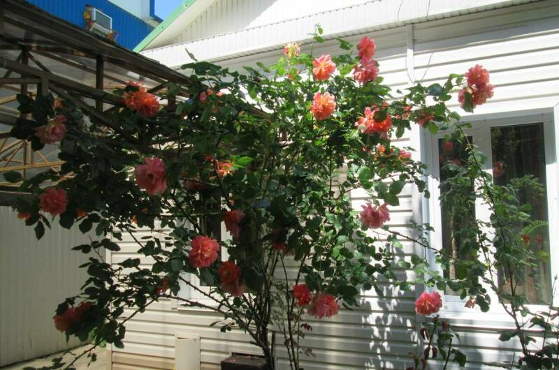 Изображение Изображение гостиницы &quot;Частный дом «Зеленый дворик»&quot; #1 #1