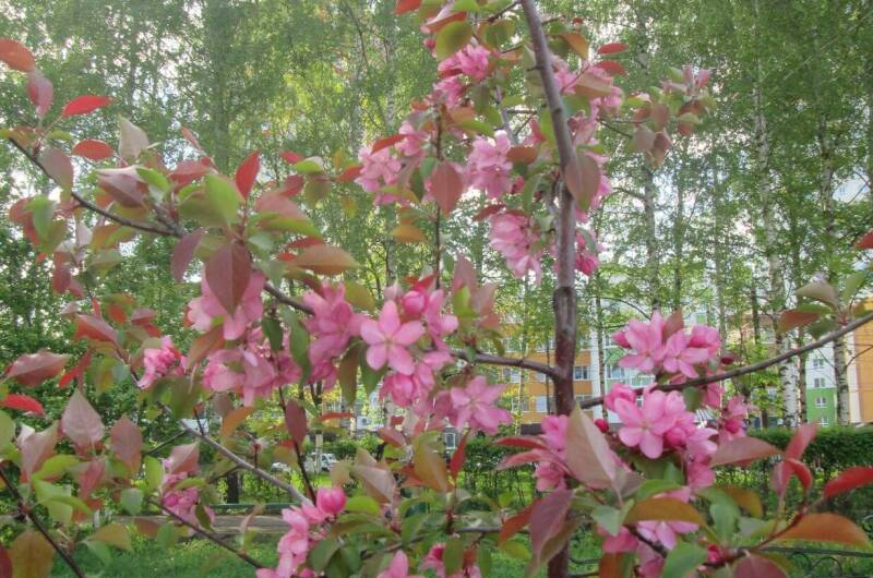 Изображение Изображение гостиницы &quot;Частный дом «Зеленый дворик»&quot; #2 #2