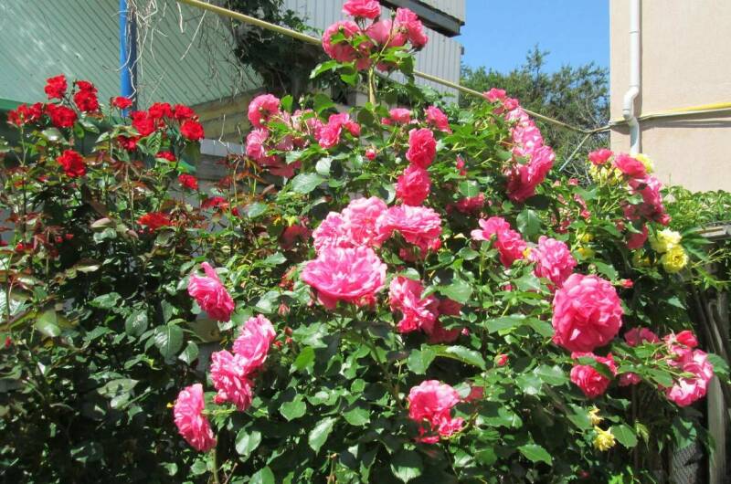 Изображение Изображение гостиницы &quot;Частный дом «Зеленый дворик»&quot; #3 #3