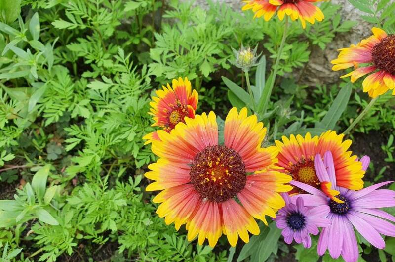 Изображение Изображение гостиницы &quot;Гостевой дом «Барабулька»&quot; #8 #8