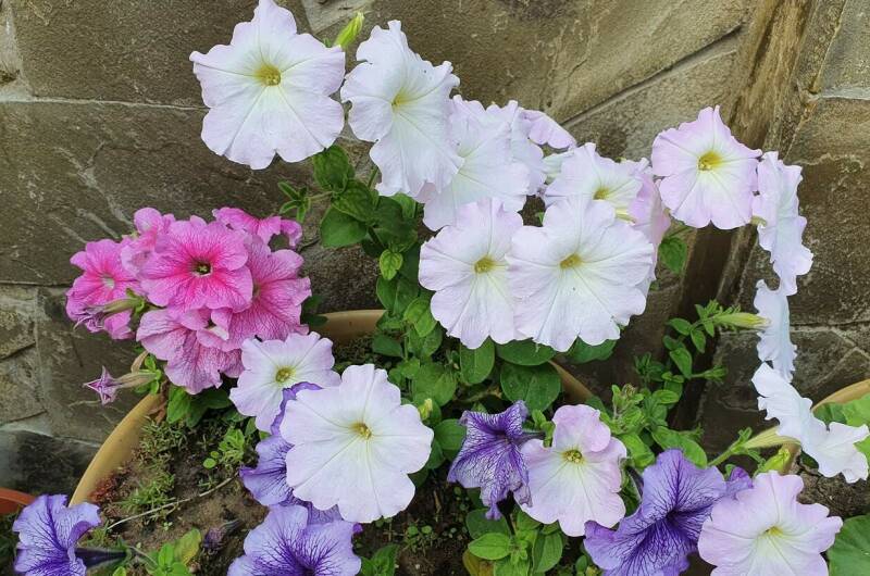 Изображение Изображение отеля / гостиницы "Гостевой дом «Барабулька»" #11 #9