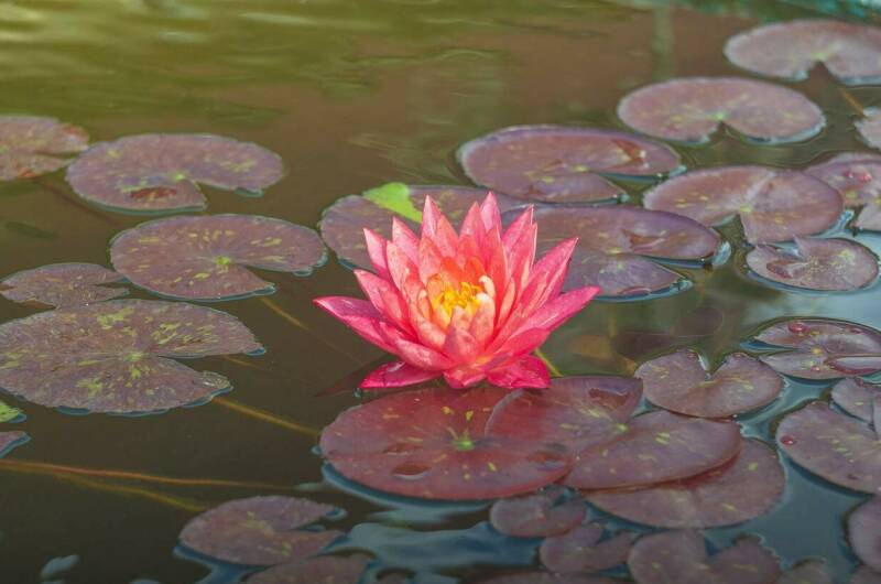 Изображение Изображение гостиницы "Гостевой дом «ДимИль»" #4 #4