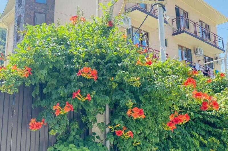 Изображение Изображение гостиницы &quot;Гостевой дом «ДаМир»&quot; #5 #5