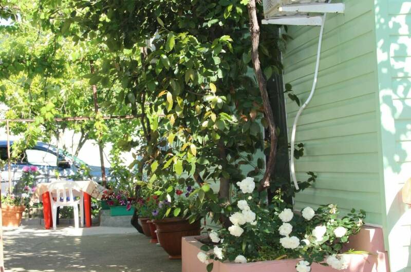 Изображение Изображение гостиницы "Гостевой дом «Zelionyi.dvorik»" #4 #4