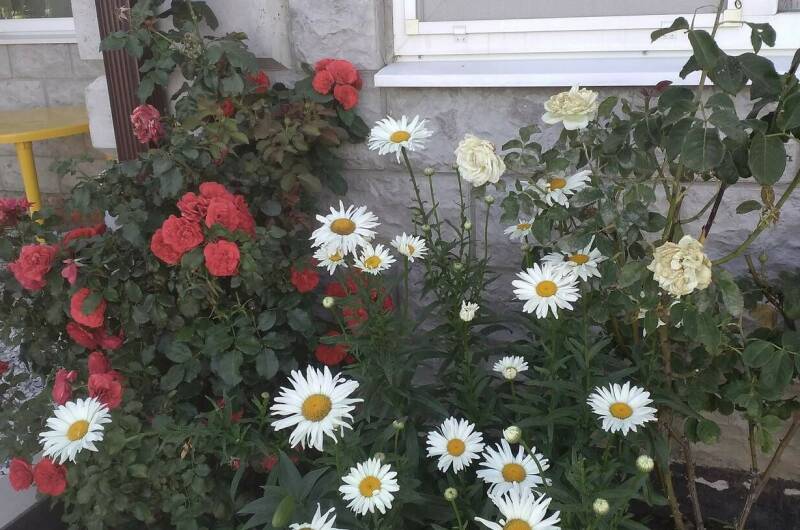 Изображение Изображение гостиницы &quot;Гостевой дом «Отдых»&quot; #8 #8